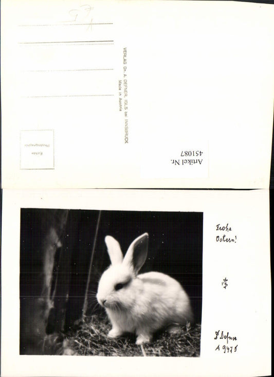 451087,Photographic Art Dr. Defner A9475 Easter Rabbit Animal