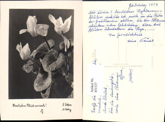 451127,Photo art Dr. Defner A1304g Congratulations Cyclamen Flower