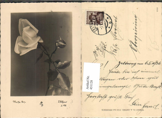 451128,Fotokunst Dr. Defner A138 Weiße Rose Blume