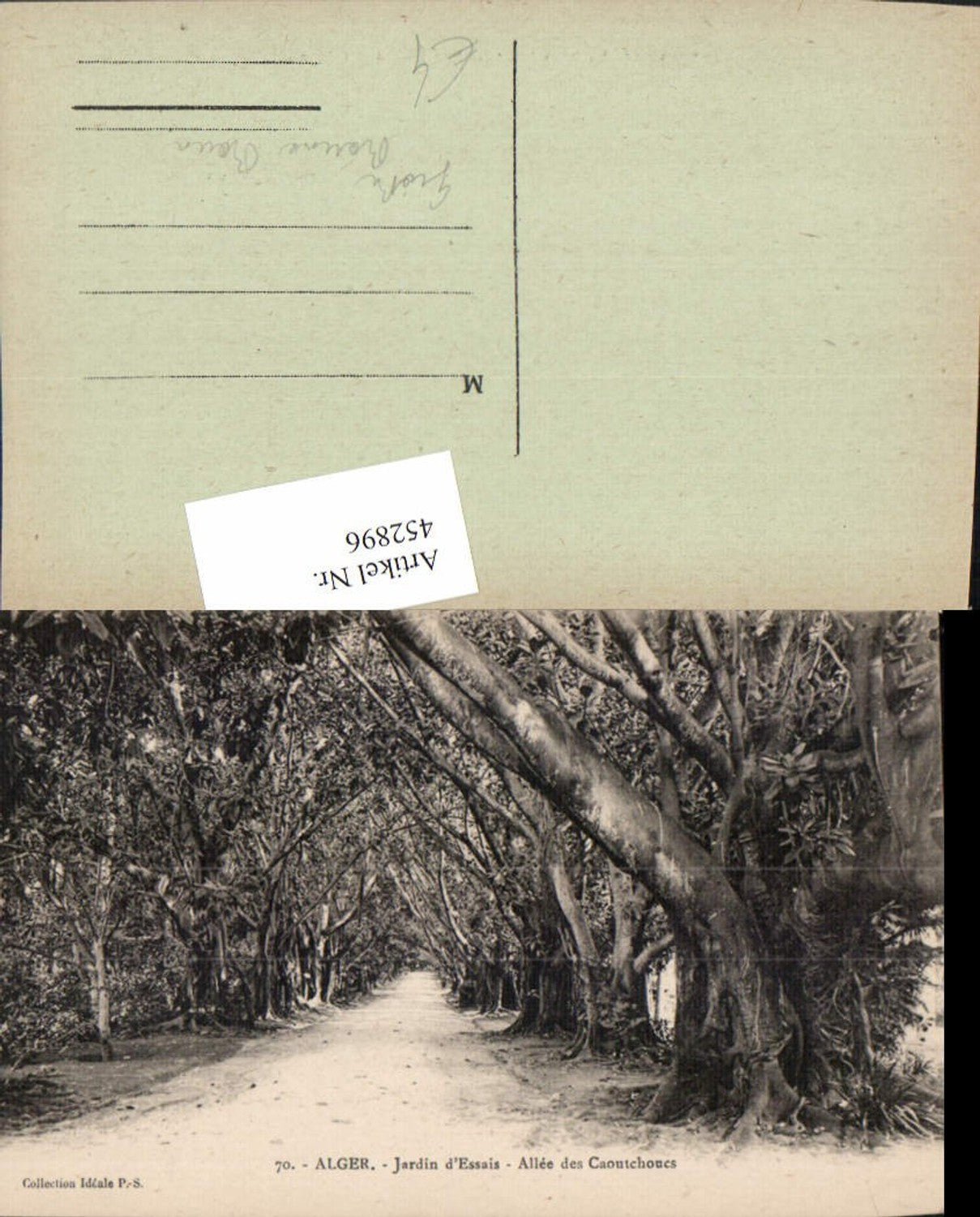 452896,Algeria Alger Algier Jardin Essais Allee des Caoutchoucs Bäume