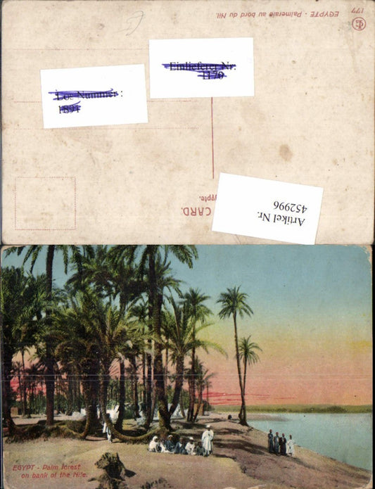 452996,Egypt Palmeraie au bord du Nil Palm forest Palmen