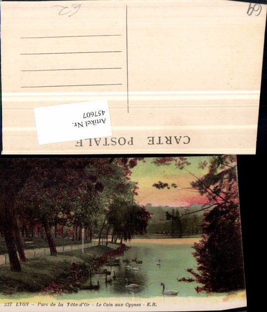 457607.Rhone-Alpes Rhone Lyon Parc Tete d'Or Coin aux Cygnes Schwäne