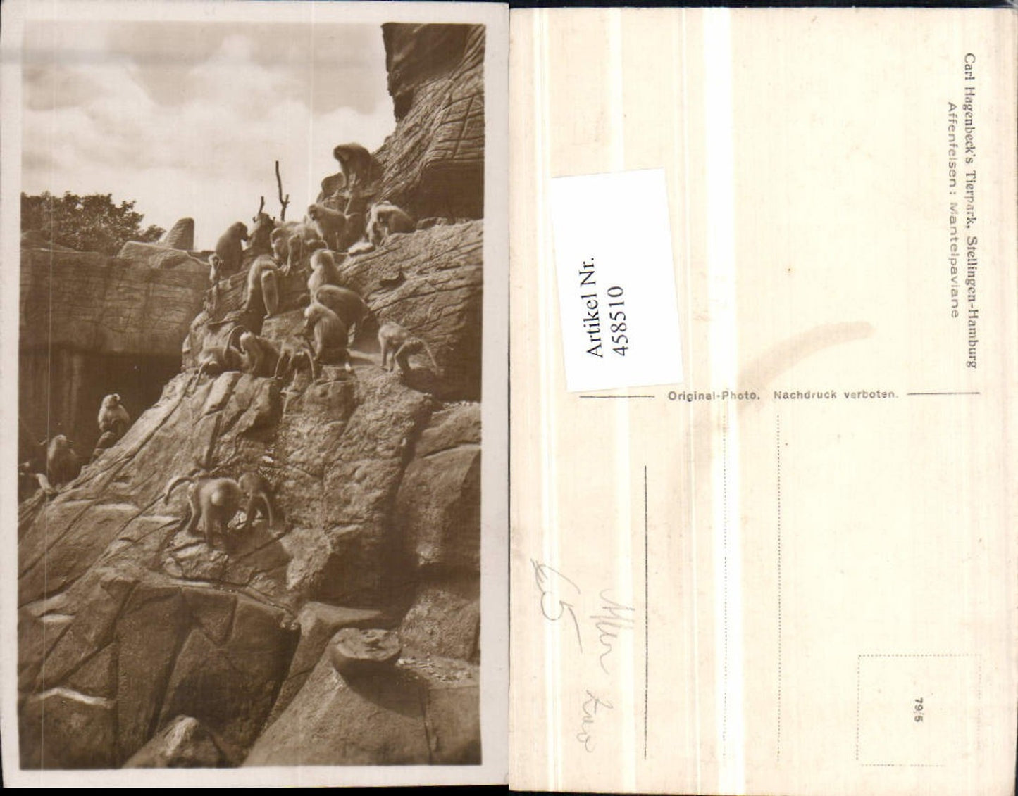 458510,Hamburg-Stellingen Carl Hagenbecks Tierpark Affenfelsen Paviane Affen