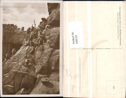 458510,Hamburg-Stellingen Carl Hagenbecks Tierpark Affenfelsen Paviane Affen