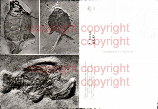 465283,Mehrbild Ak Museum Ganoidfisch Mondfisch Krebs Archäologie Ausgrabung