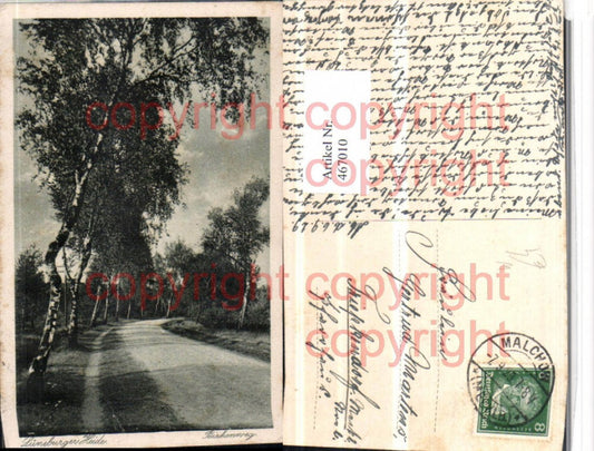 467010,Lüneburger Heide b. Lüneburg Birkenweg Wegpartie