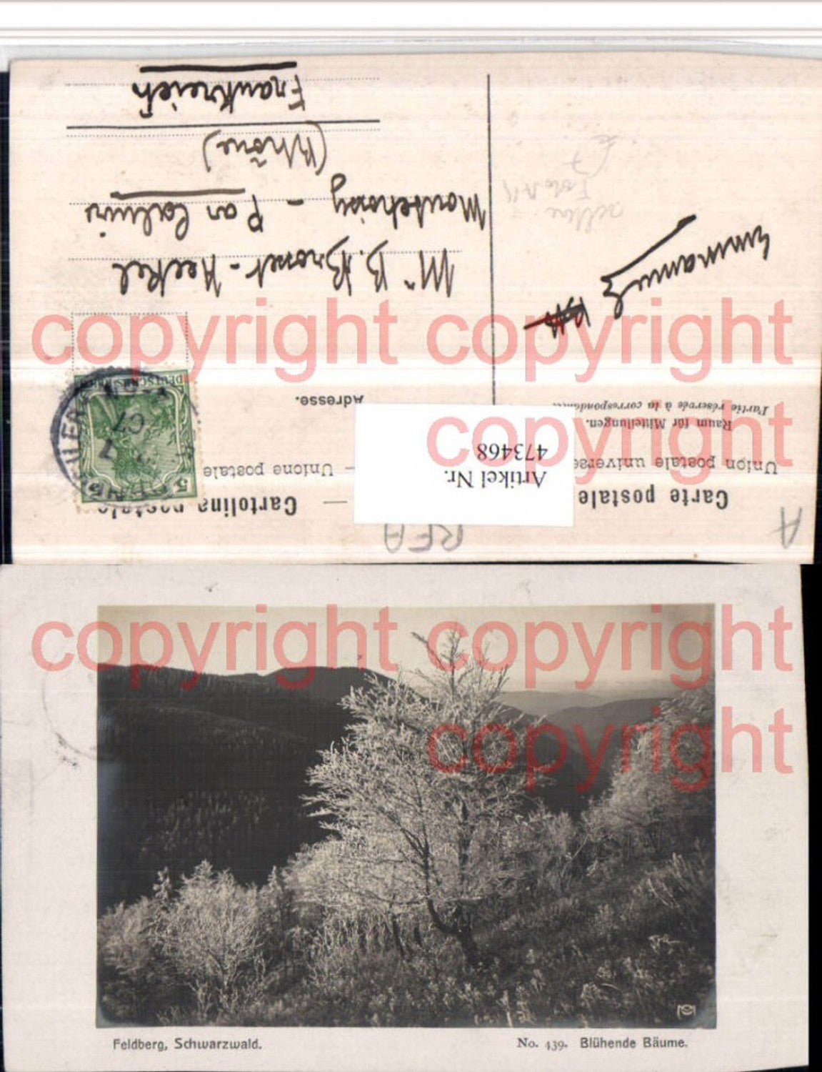 473468,Seltene Foto AK Feldberg im Schwarzwald Blühende Bäume