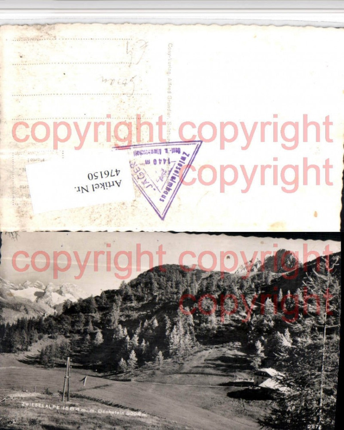 476150,Zwieselalpe Alm b. Gosau m. Dachstein Bergkulisse