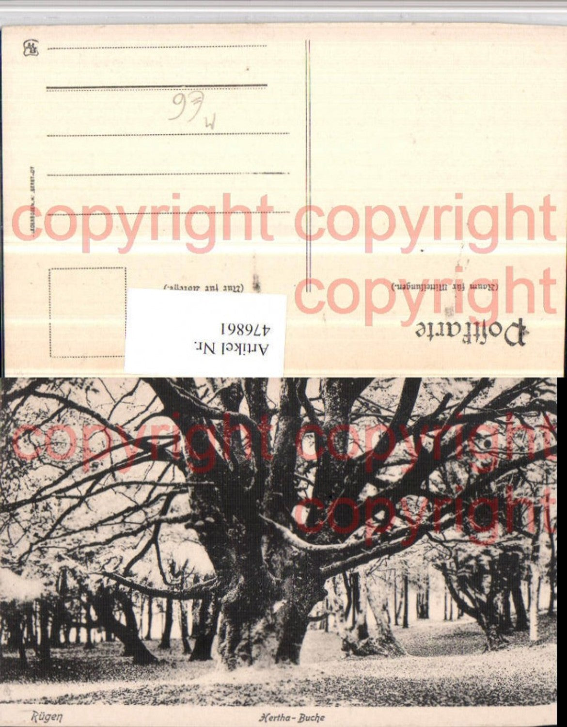 476861,Rügen Hertha-Buche Baum