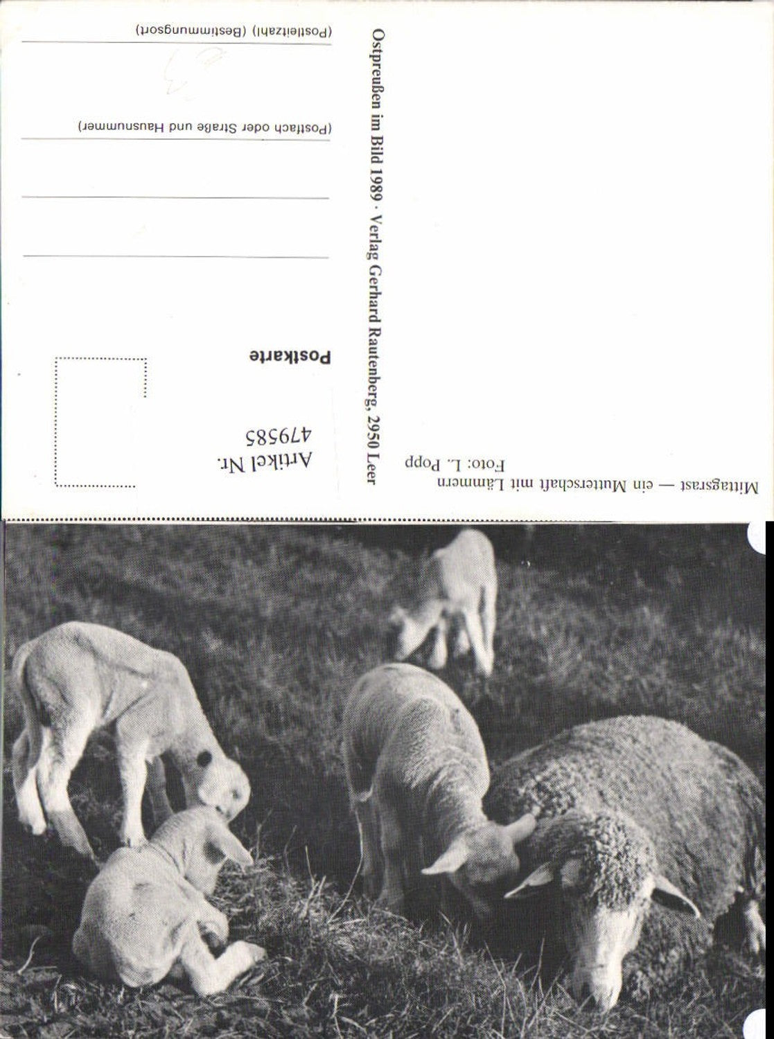 Alte Ansichtskarte – Old Postcard