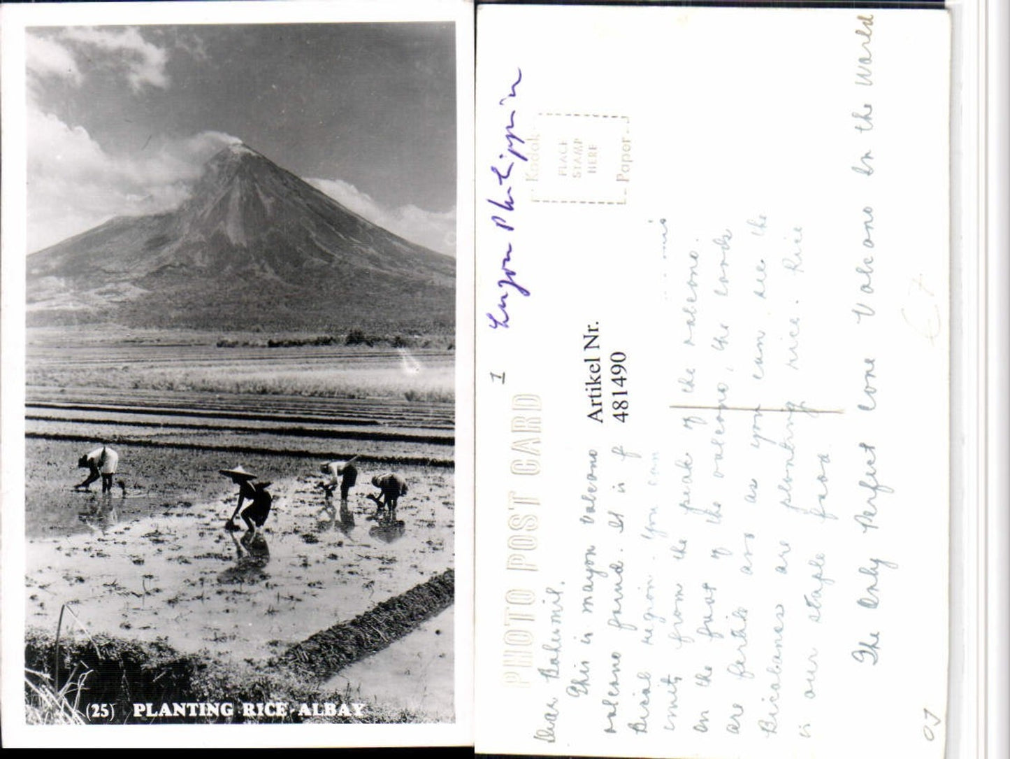 481490,Philippines Planting Rice-Albay Reisplantage Vulkan