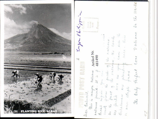 481490,Philippines Planting Rice-Albay Reisplantage Vulkan