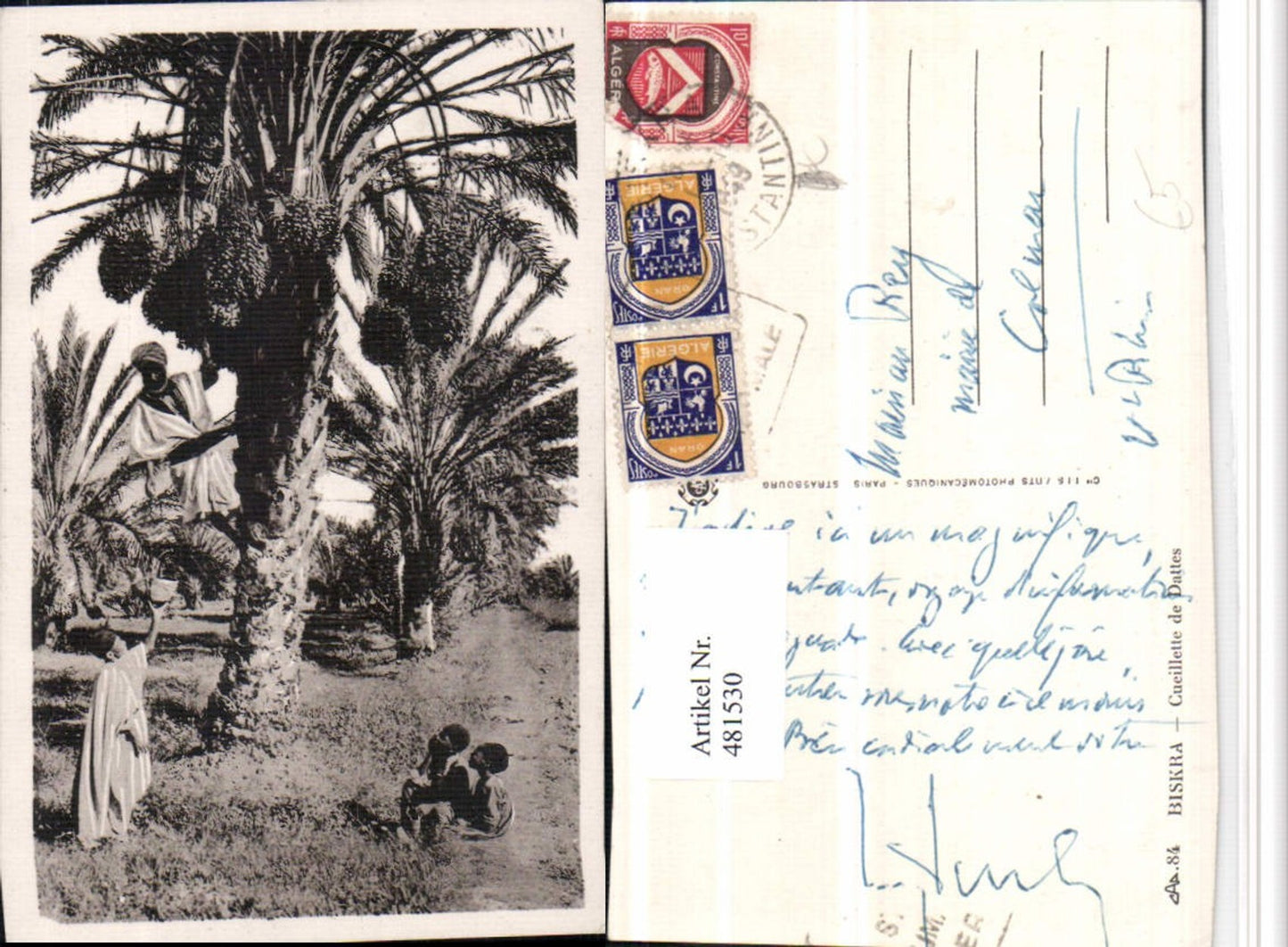 481530,Algeria Biskra Cueillette de Dattes Datteln Bäume