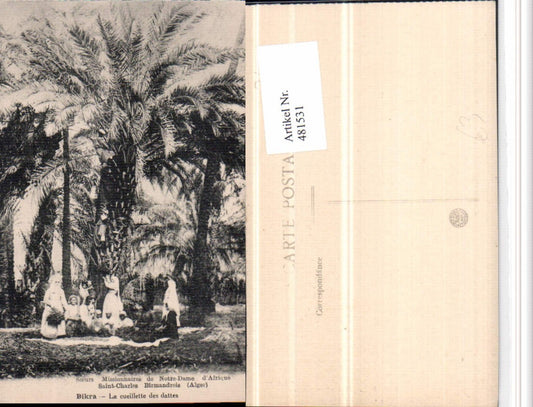 481531,Algeria Biskra Bikra La cueillette des dattes Datteln Bäume