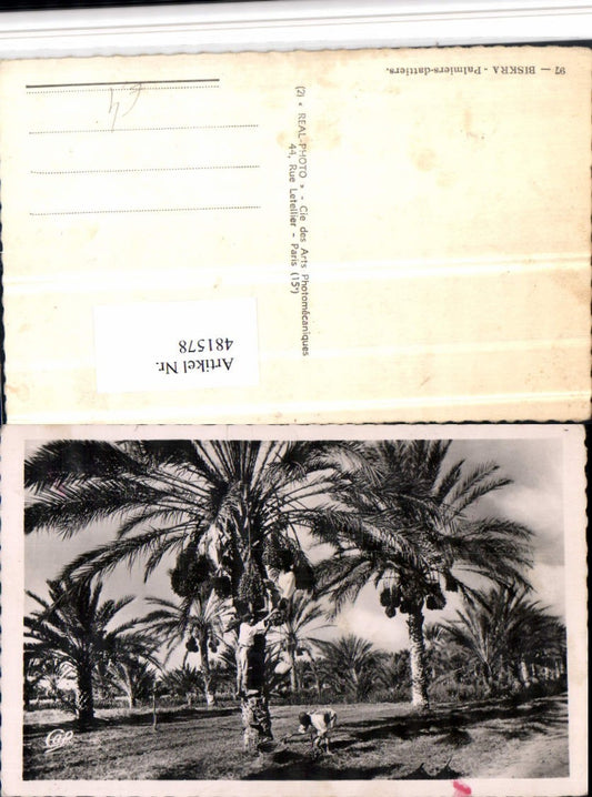 481578,Algeria Biskra Palmiers dattiers Dattelpalmen Ernte
