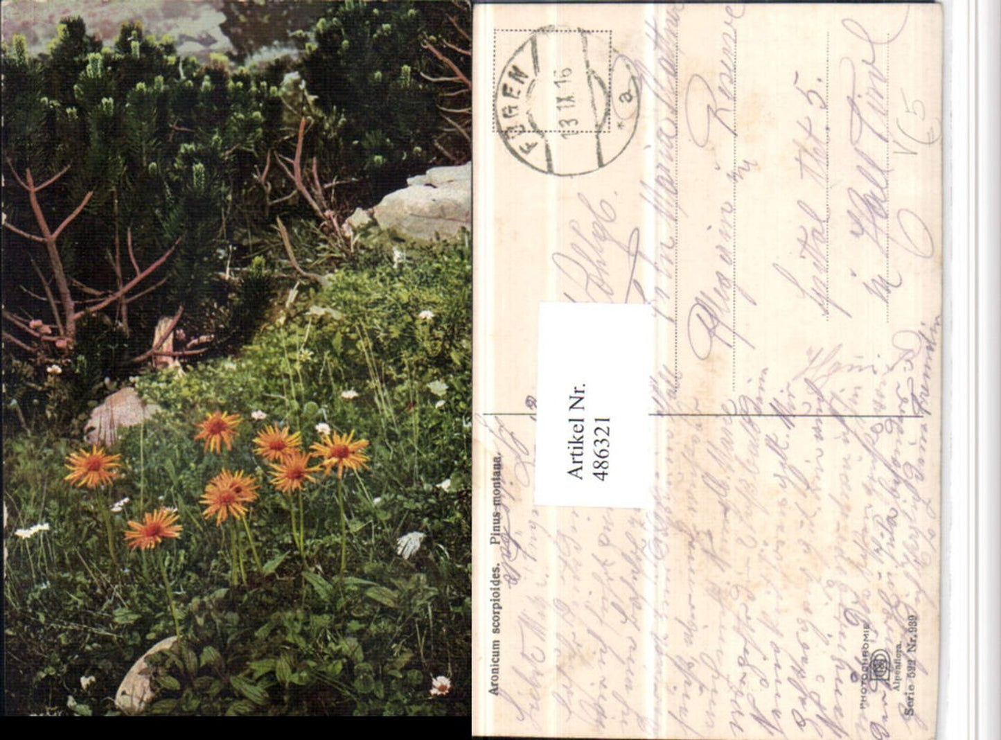 486321,Photochromie Nenke & Ostermaier 522/939 Aronicum scorpioides Gämswurzen