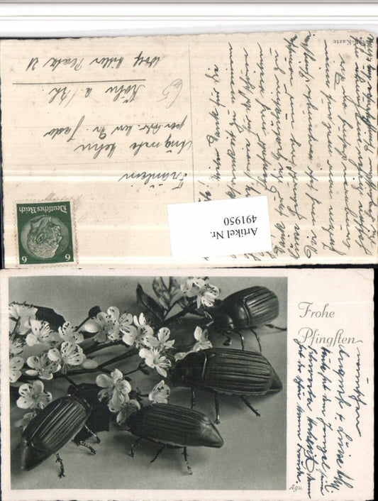 491950, Pentecost May beetle beetle flowering branches