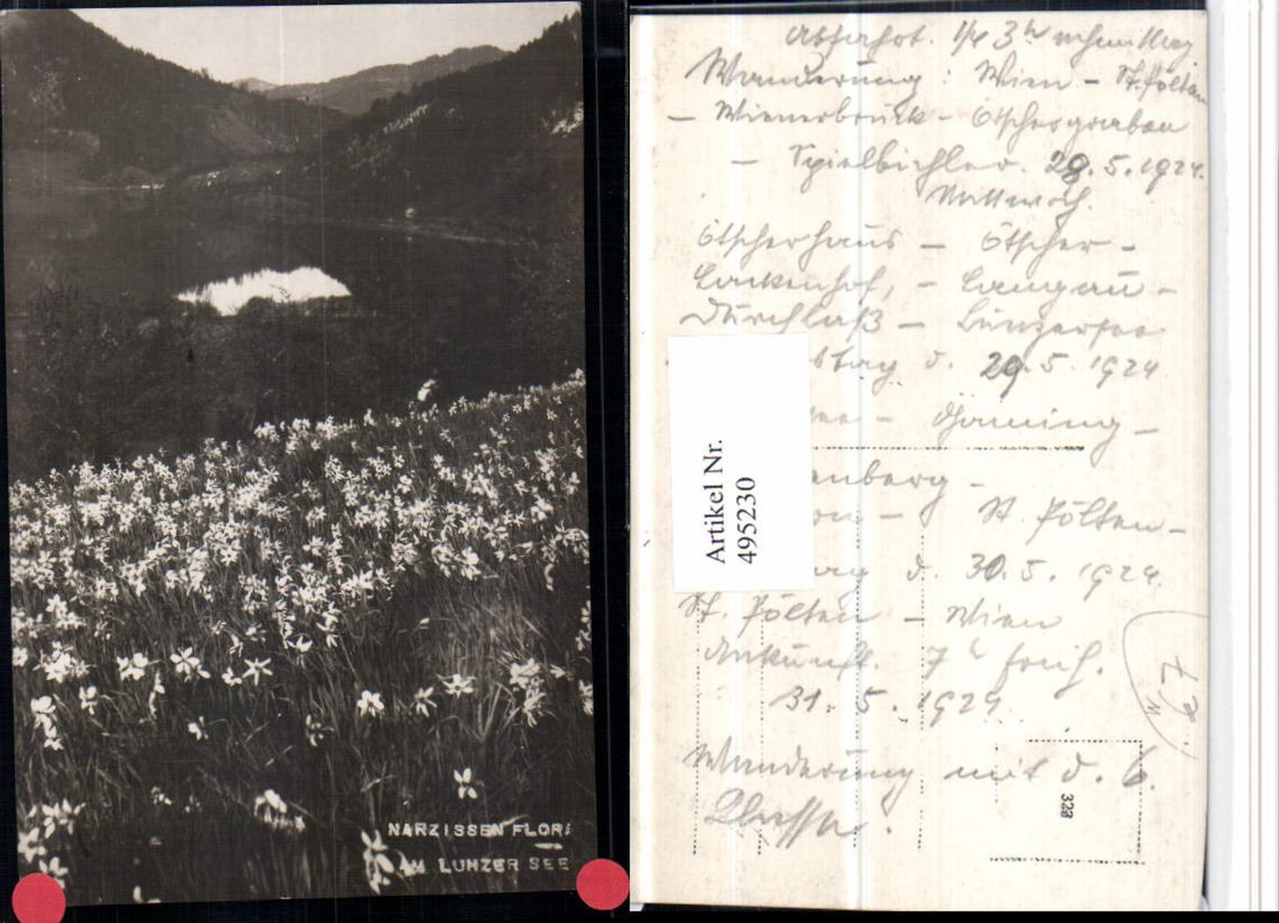 495230,Narzissen Flora am Lunzer See b. Lunz Blumenwiese