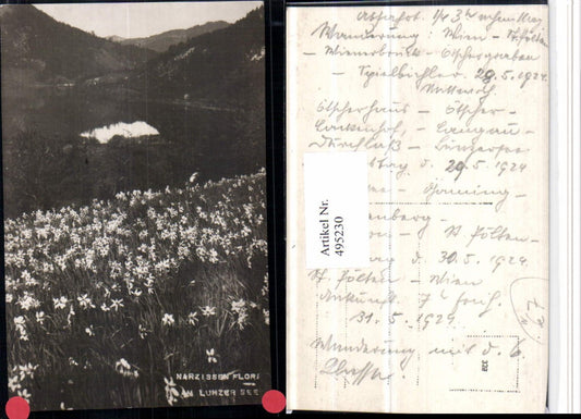 495230,Narzissen Flora am Lunzer See b. Lunz Blumenwiese