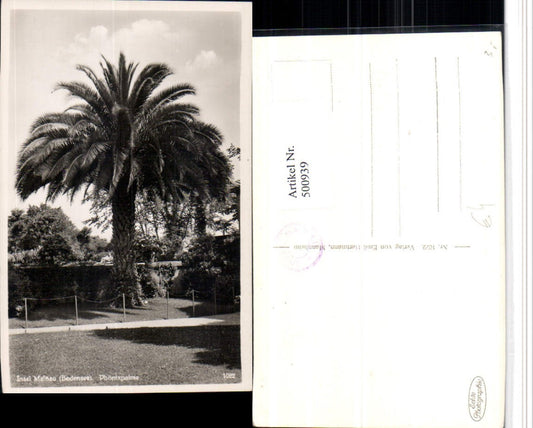 500939, Mainau Island in Lake Constance near Constance, Phoenix palm tree