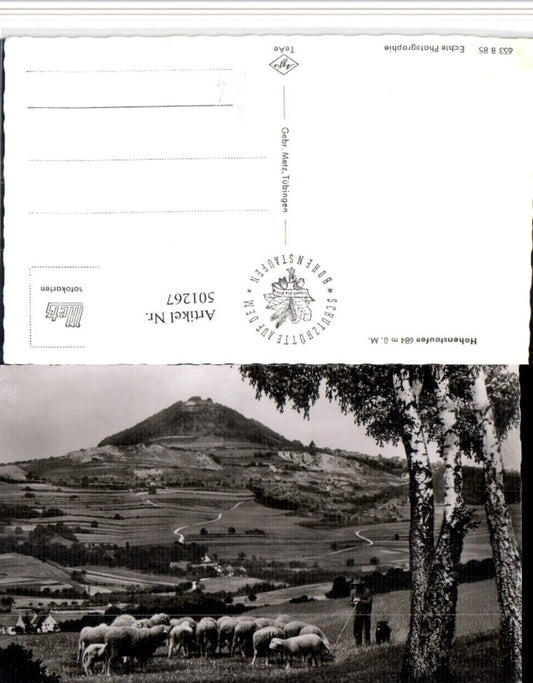 501267, Hohenstaufen near Schwäbisch Gmünd, Shepherd, Sheep