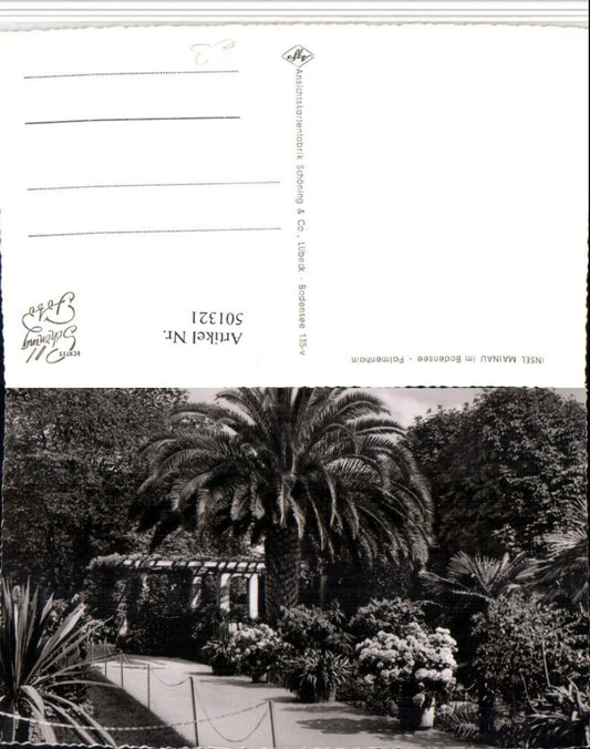 501321, Mainau Island in Lake Constance near Constance, Palm Grove
