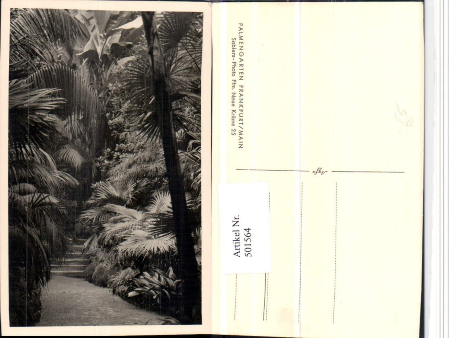 501564,Frankfurt am Main Palmengarten Palmen