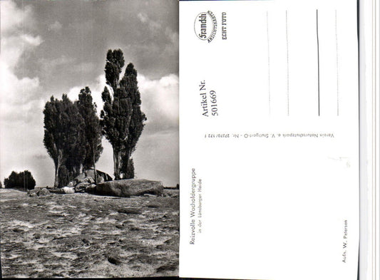 501669,Lüneburger Heide b. Schneverdingen Wacholdergruppe