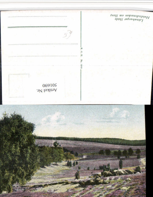 501690,Lüneburger Heide b. Schnevedingen Heideschnucken am Hang