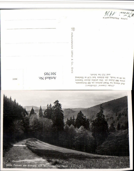 501705,Dicke Tannen am Abhang zum Wolfsbachtal b. Braunlage