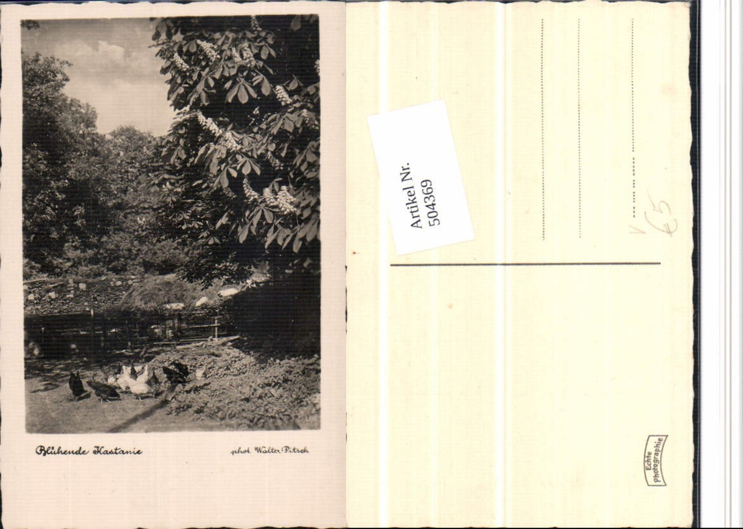 504369,Fotokunst Walter Pitsch Blühende Kastanie Baum Hühner