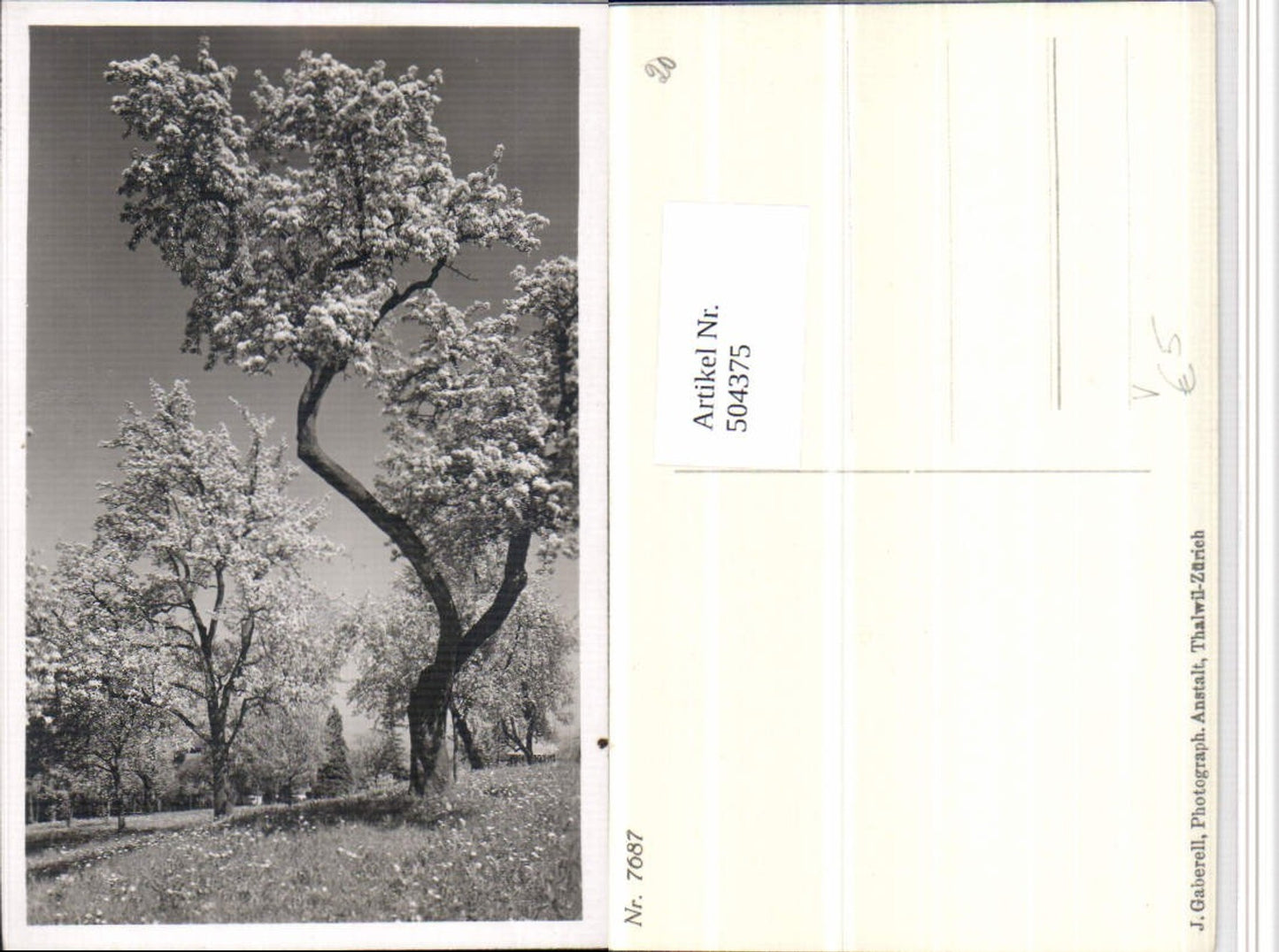 504375,Fotokunst J. Gaberell Thalwil Zürich 7687 Baumblüte Bäume