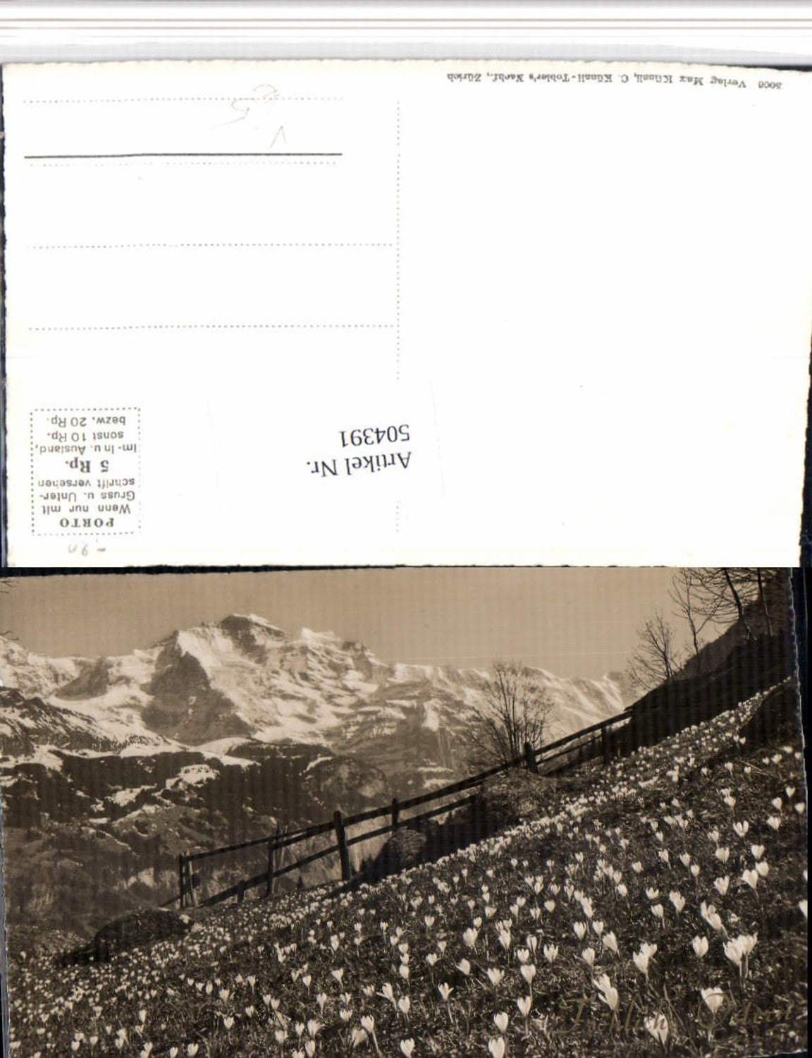 504391,Fotokunst Max Künzli Zürich 5006 Landschaft Krokusse Bergkulisse