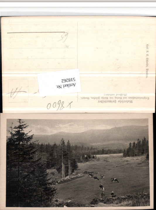 518262,Bautzen Landschaft Rinder Wald