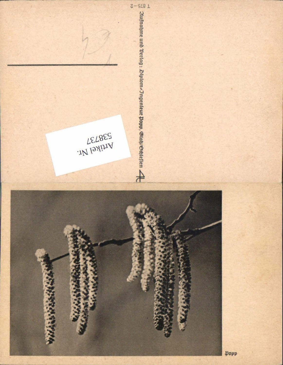 538737,Fotokunst Ing. Popp Glatz Palmkätzchen