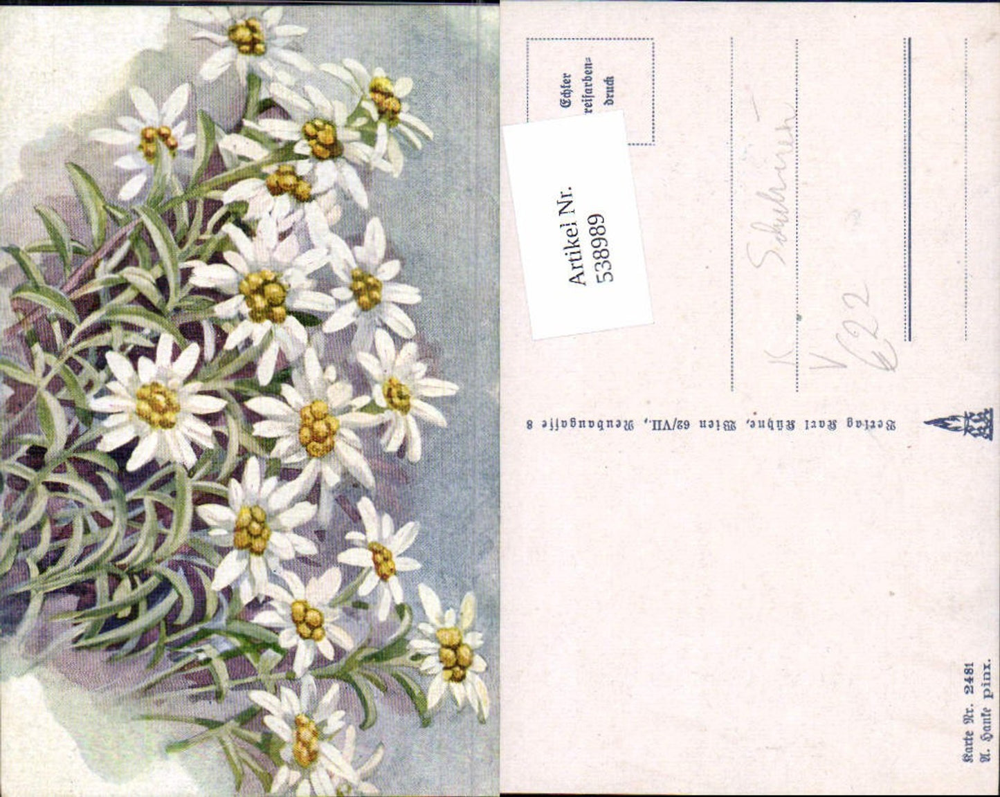 538989,Deutscher Schulverein 2481 A. Hanke Blume Edelweiss