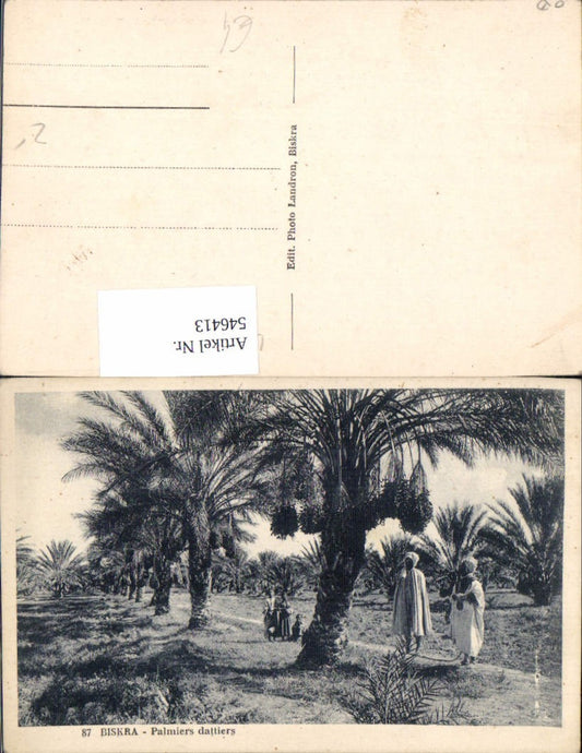 546413,Africa Algeria Biskra Palmen Datteln types arabes Typen