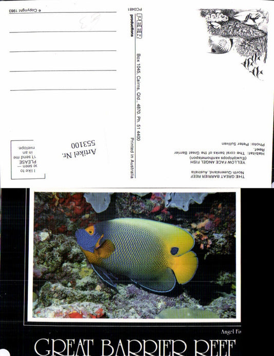 553100,Tiere Great Barrier Reef Australia Koralen Fisch Angel Fish