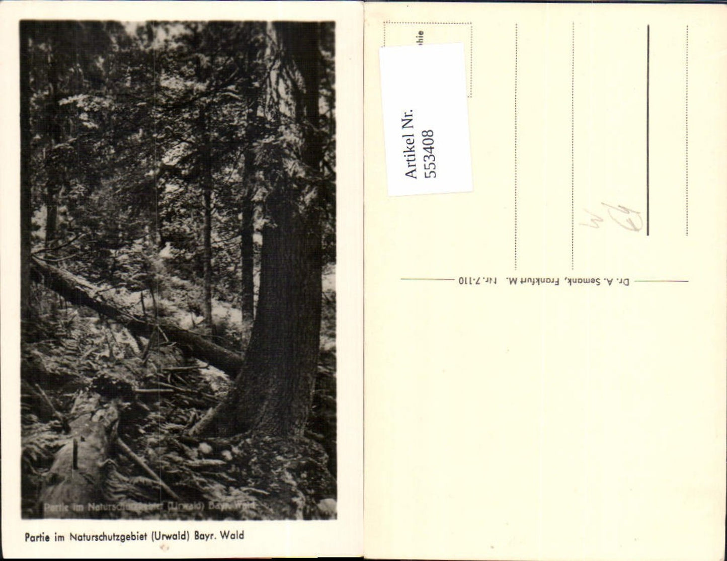 553408,Bayerischer Wald Urwald Bäume Baum