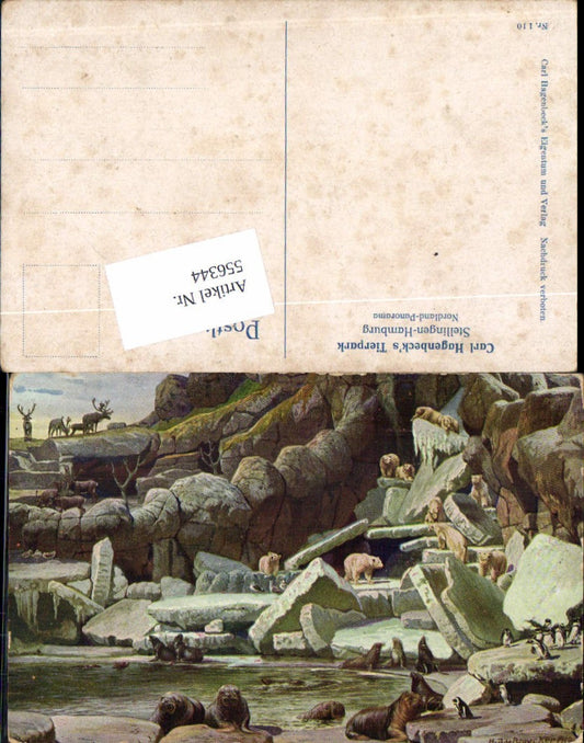 556344,Künstler AK Bruycker Hamburg Eimsbüttel Stellingen Hagenbeck Tierpark Bären Zoo