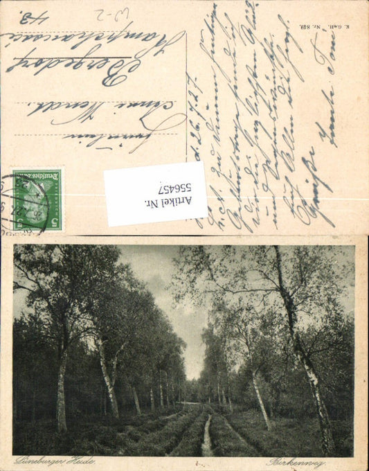 556457,Lüneburger Heide Lüneburg Birke Bäume Birkenweg