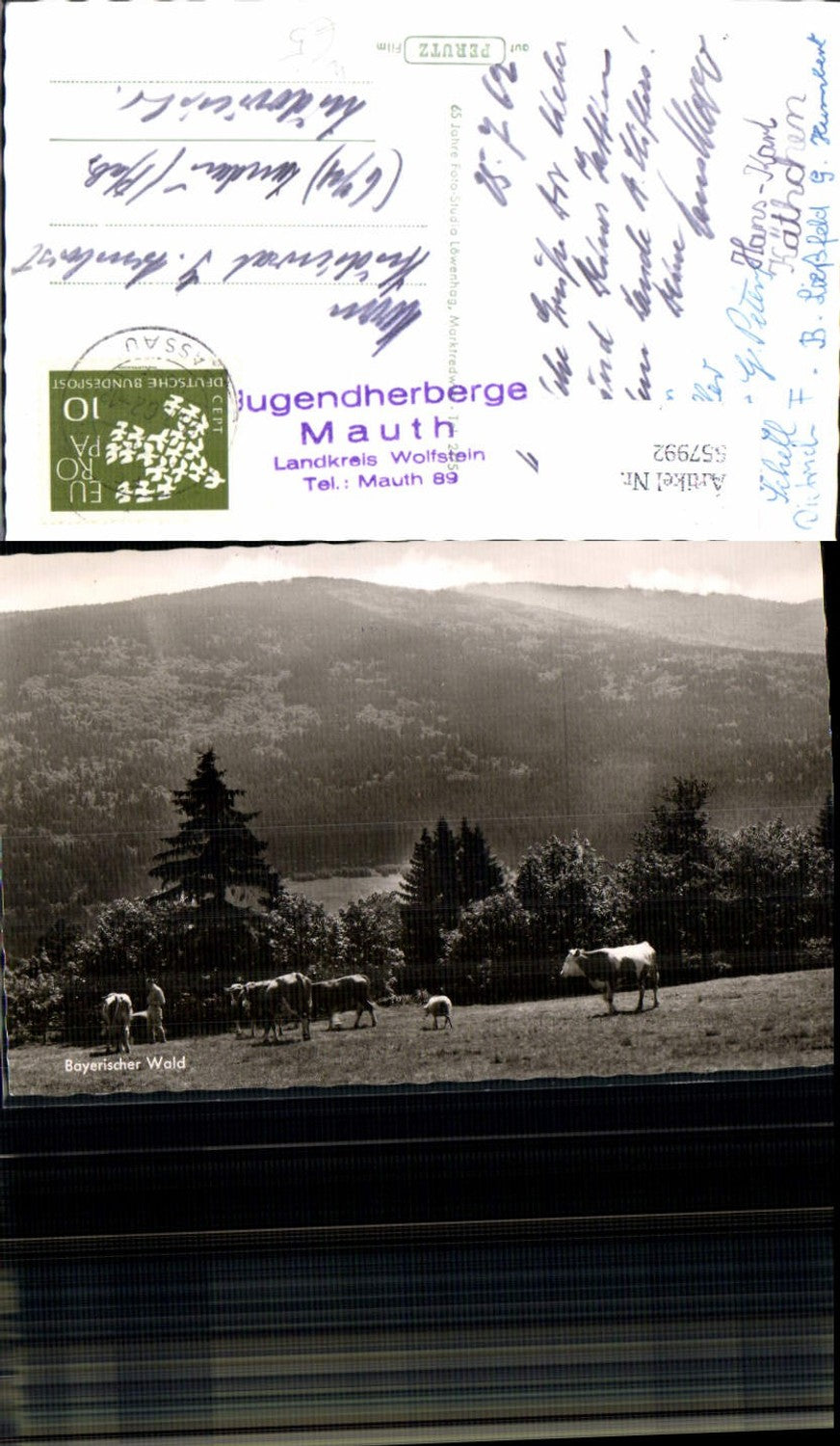 557992,Bayerischer Wald Alm b. Mauth Kühe Rinder