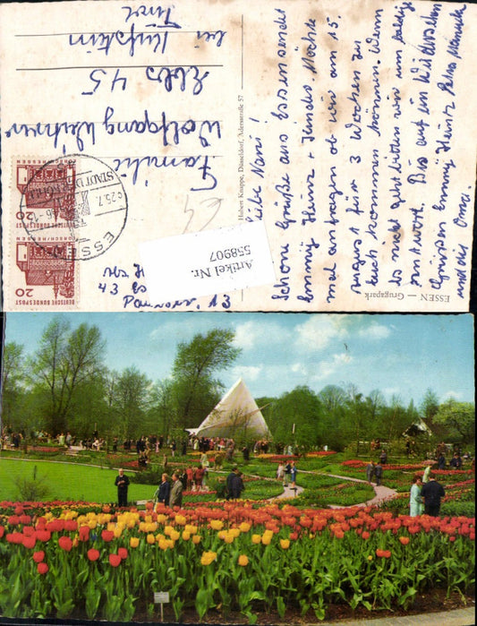 558907,Essen Grugapark Tulpen Blume