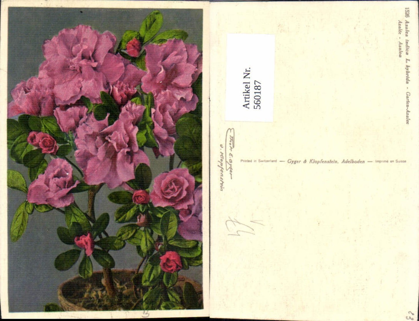 Alte Ansichtskarte – Old Postcard