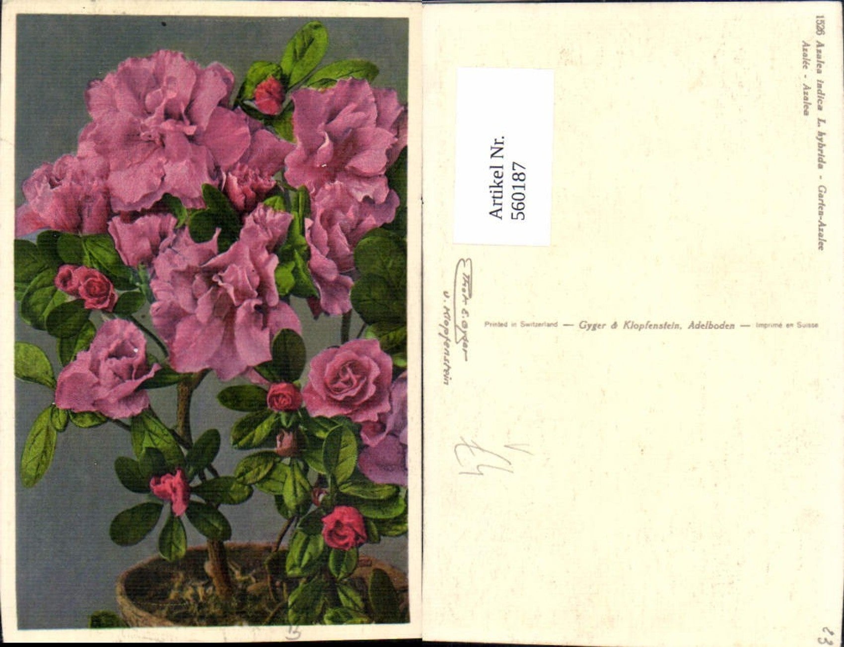 Alte Ansichtskarte – Old Postcard
