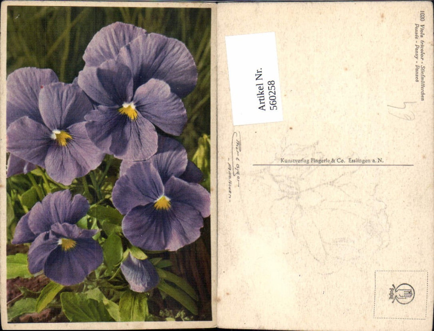 Alte Ansichtskarte – Old Postcard