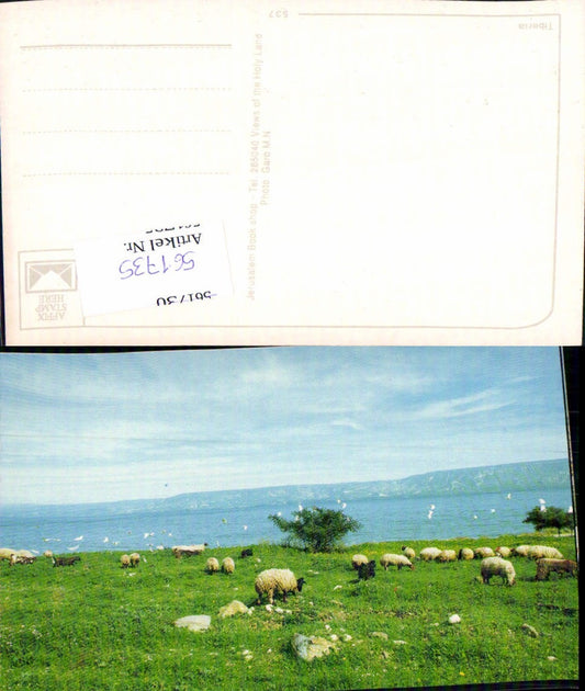 561735,Israel Jerusalem Tiberia Schafe