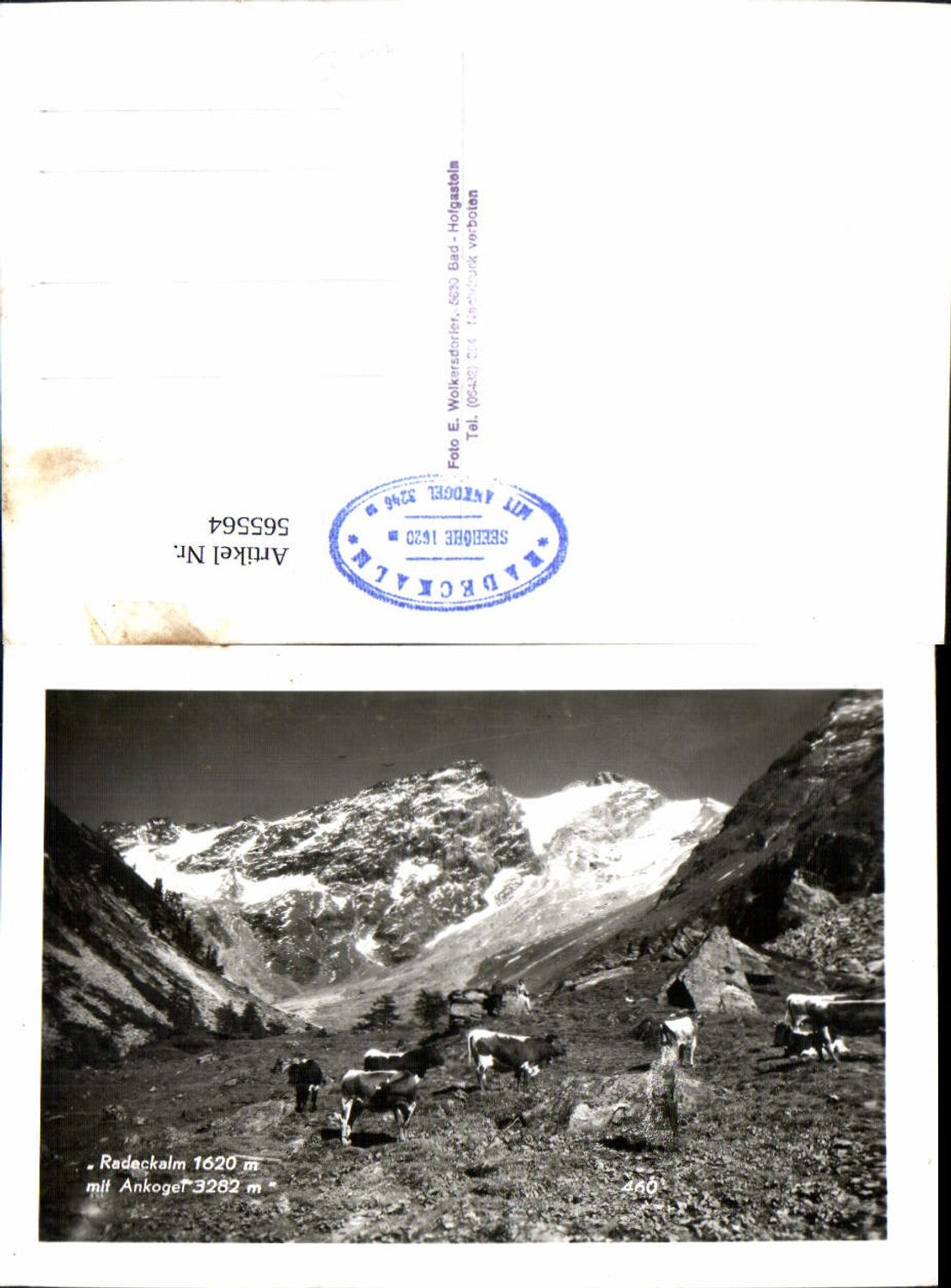 565564,Foto Ak Bad Gastein Radeckalm m. Ankogel Kühe Rinder