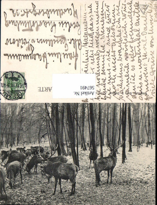 567491,Sieglitzer Berg b. Dessau Roßlau Hirsche Wild Jagd