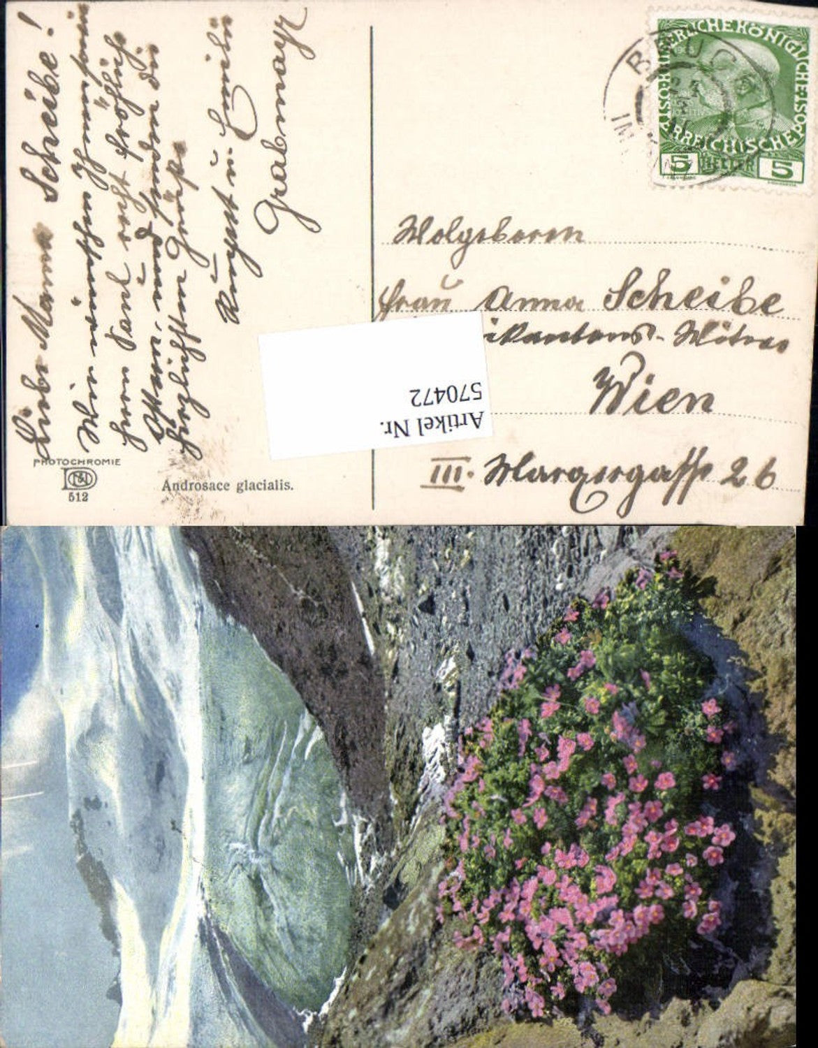 570472,Photochromie Ostermaier & Nenke 512 Androsace glacialis